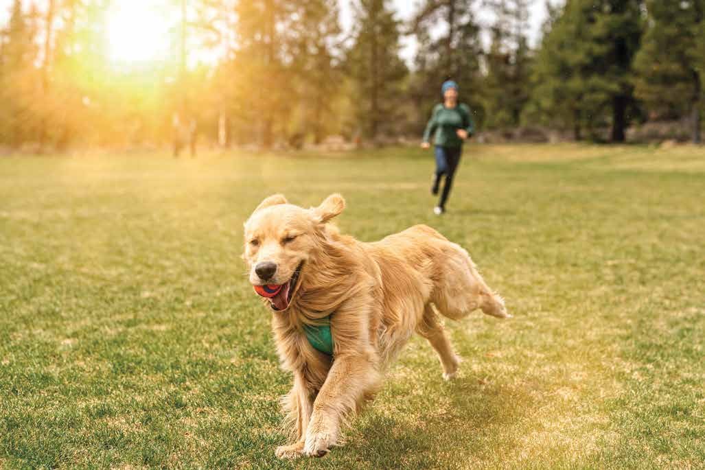 Pets Park